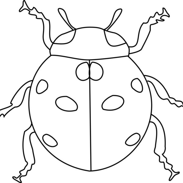 0040 aw coccinelle  2  Thumbnail