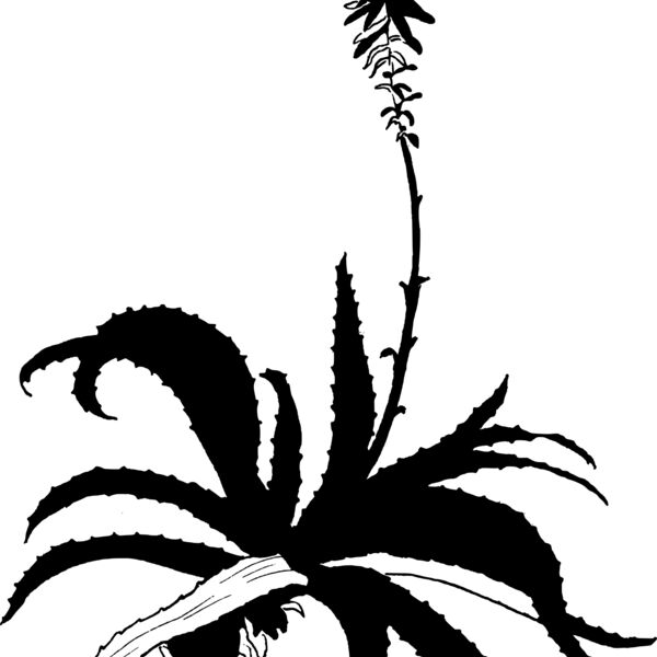 warszawianka Aloe Thumbnail