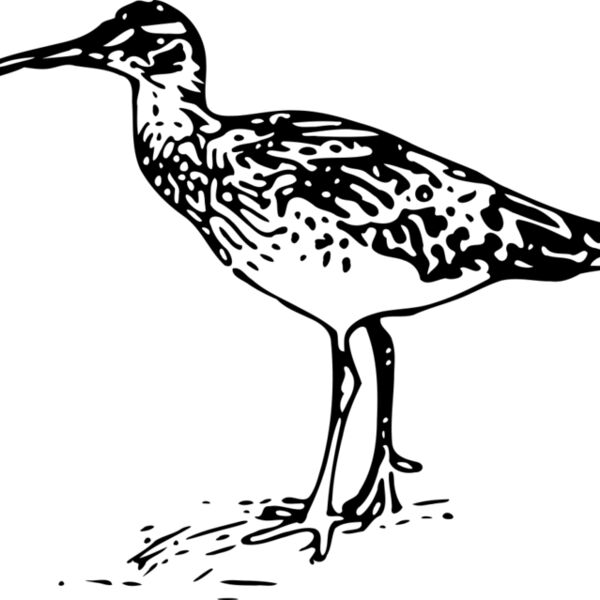ryanlerch Bristle thighed Curlew Thumbnail