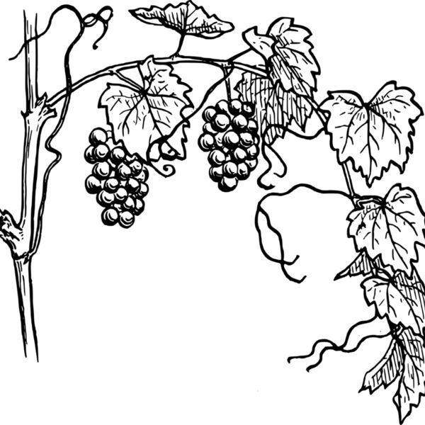 warszawianka Grapevine 1 Thumbnail