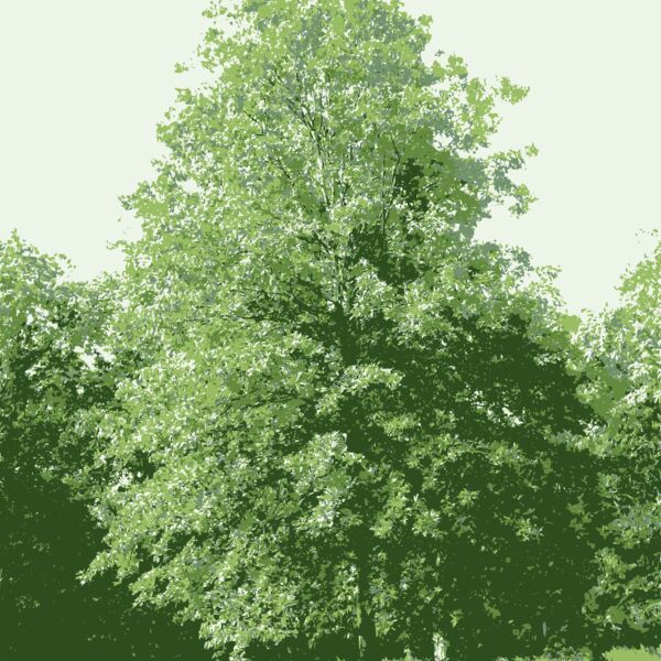 tree at my parents missouri home Thumbnail