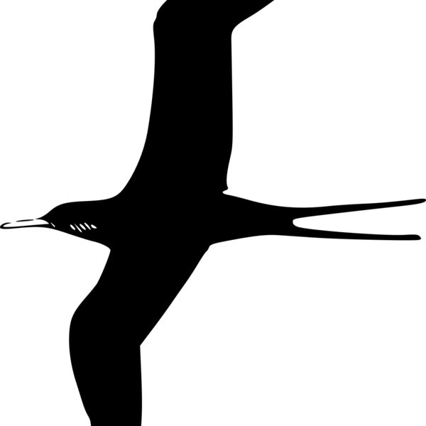 ryanlerch Frigate Bird Thumbnail