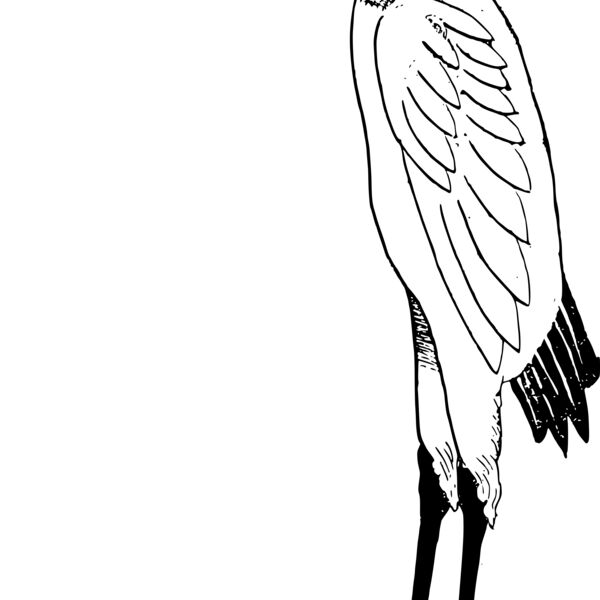 stork Thumbnail