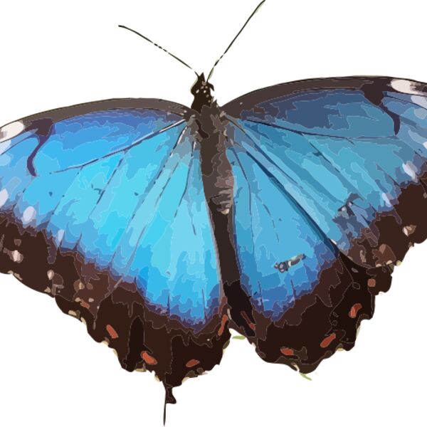Morpho peleides Thumbnail