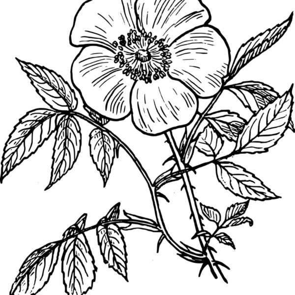 warszawianka Eglantine rose Thumbnail