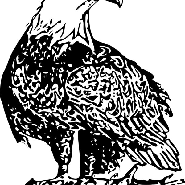 ryanlerch Bald Eagle 2 Thumbnail