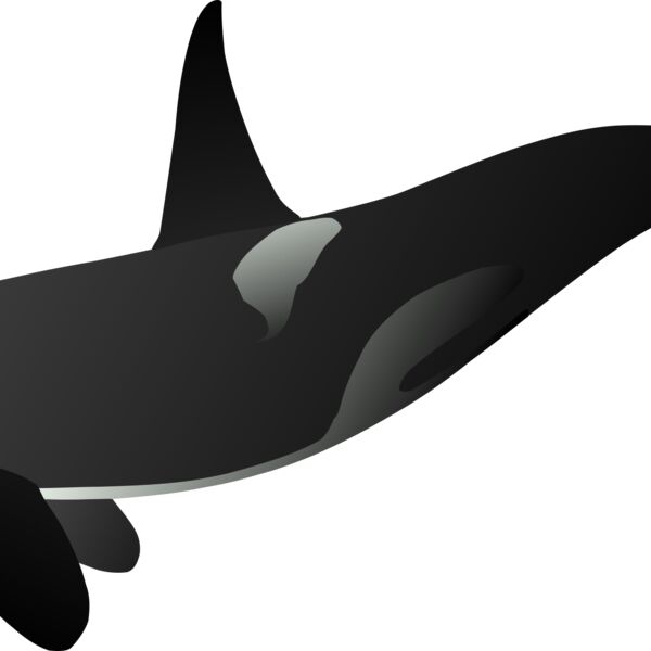 orca matthew gates r Thumbnail