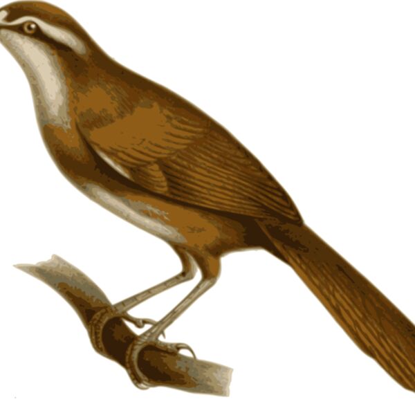 Megalurulus mariei Thumbnail