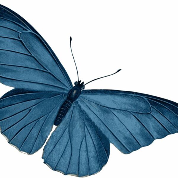blue butterfly  4  Thumbnail