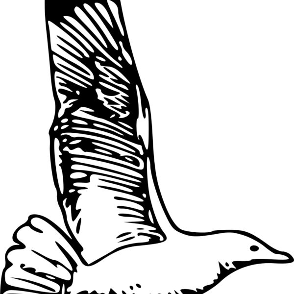 ryanlerch herring gull 1a Thumbnail