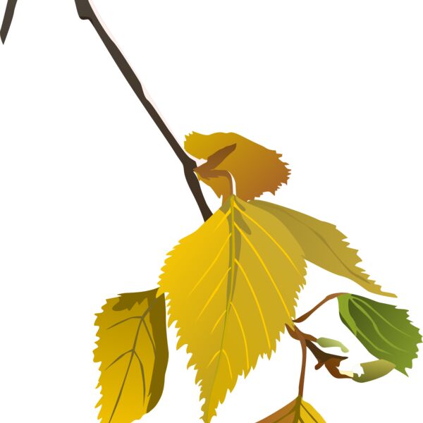 birch leaf autumn  2  Thumbnail