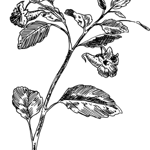 Touch me not Thumbnail