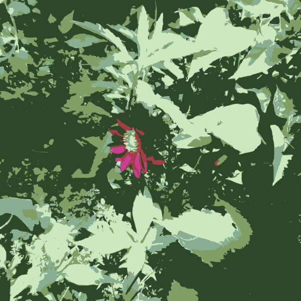 Original Aiflowers 227 Thumbnail