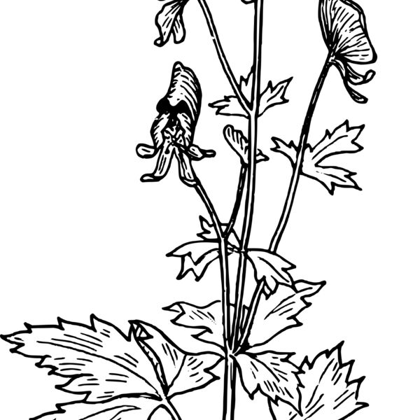 warszawianka Aconite Thumbnail