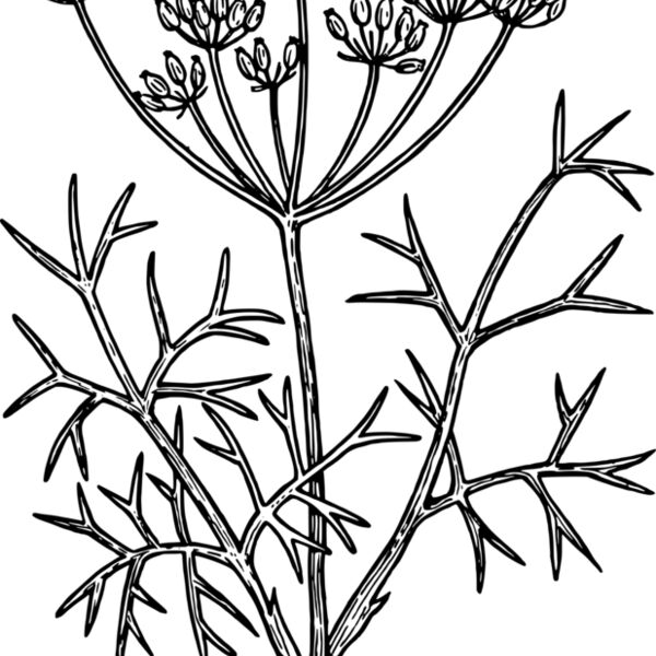 warszawianka Fennel Thumbnail